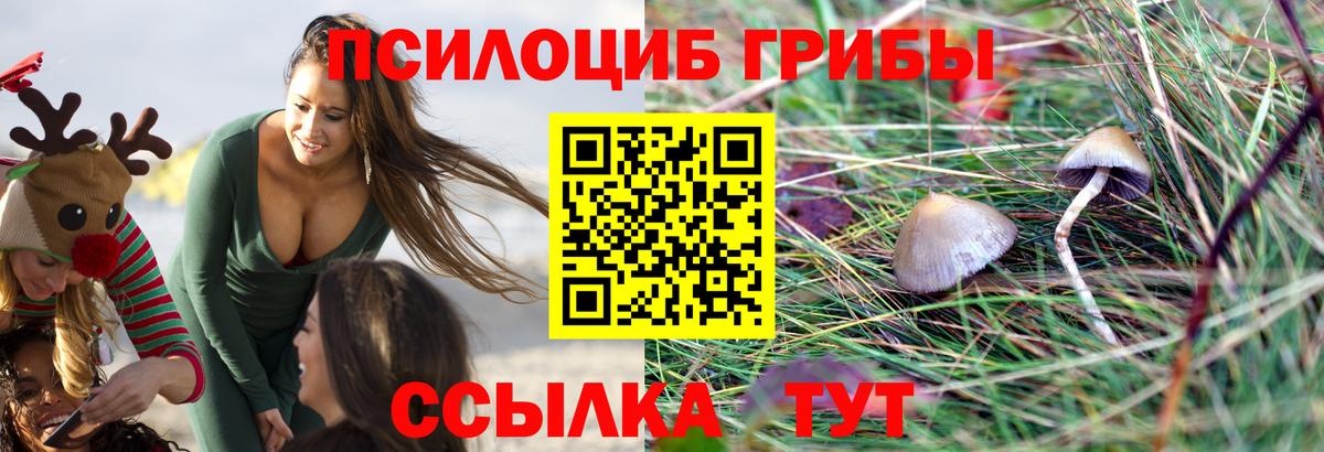Галлюциногенные грибы Psilocybe Каменск-Шахтинский